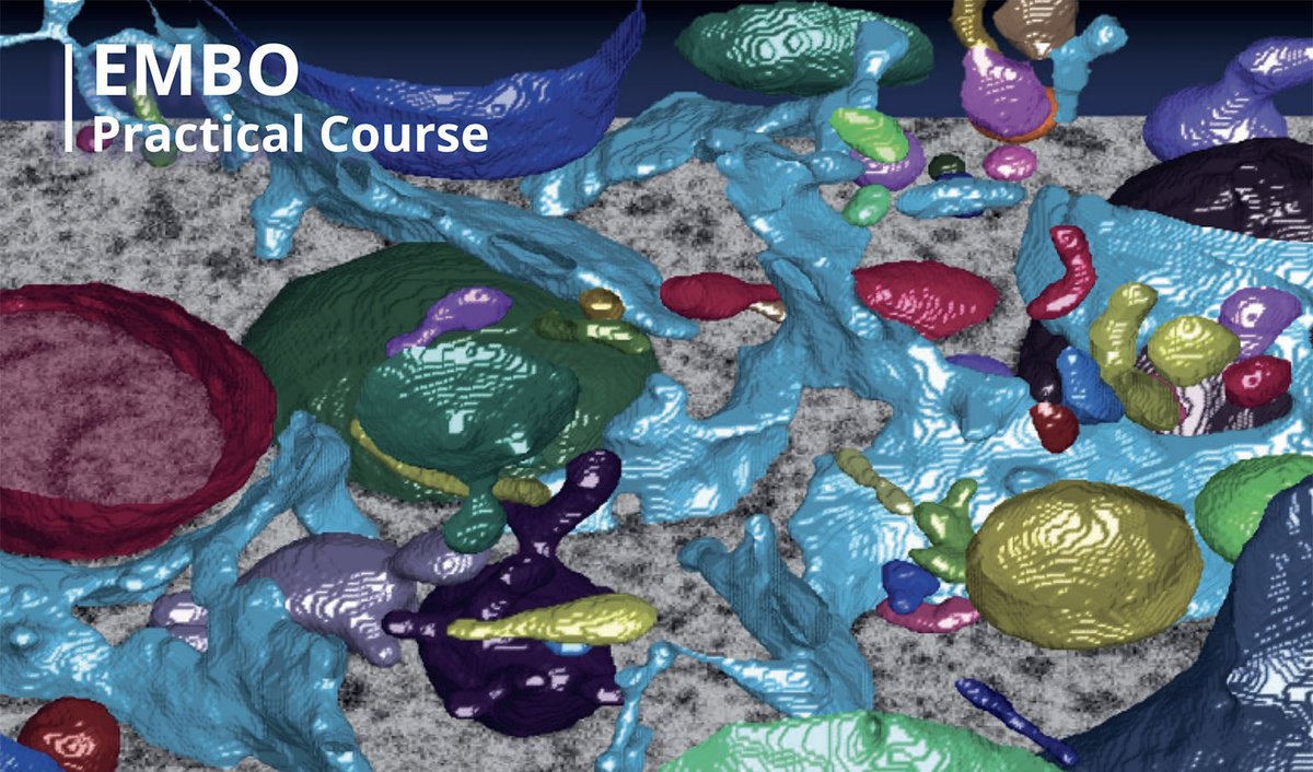 Course opportunity @EMBLEvents - Experience modern cell biology at work @EMBLHeidelberg: not only see but try out how cutting-edge technologies including #imaging can be used to answer questions at the frontiers of cell biology. #EMBOCellBiology 
embl.org/about/info/ima…