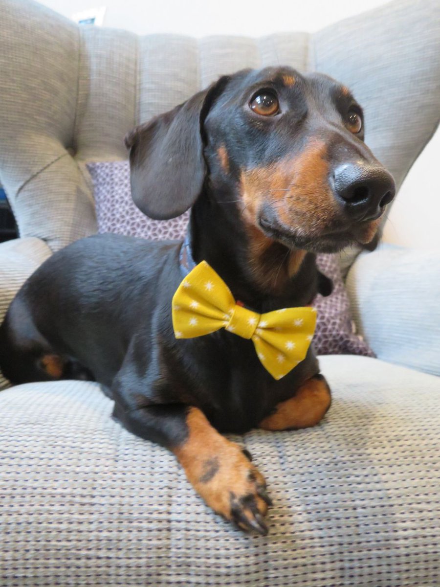 BowjangleDogs's tweet photo. Celebrating Mum &amp; Dad on their Wedding Day!
https://t.co/ZPzNw10YIG
#bowjangle #wedding #weddingday #dogbowtie #dogaccessories #smartdogs #celebratelife #celebrate #miniaturedachshund #Dachshunds  #loveyourdogs Fabric from @Blendworth_Int https://t.co/kk6jk7zeXb