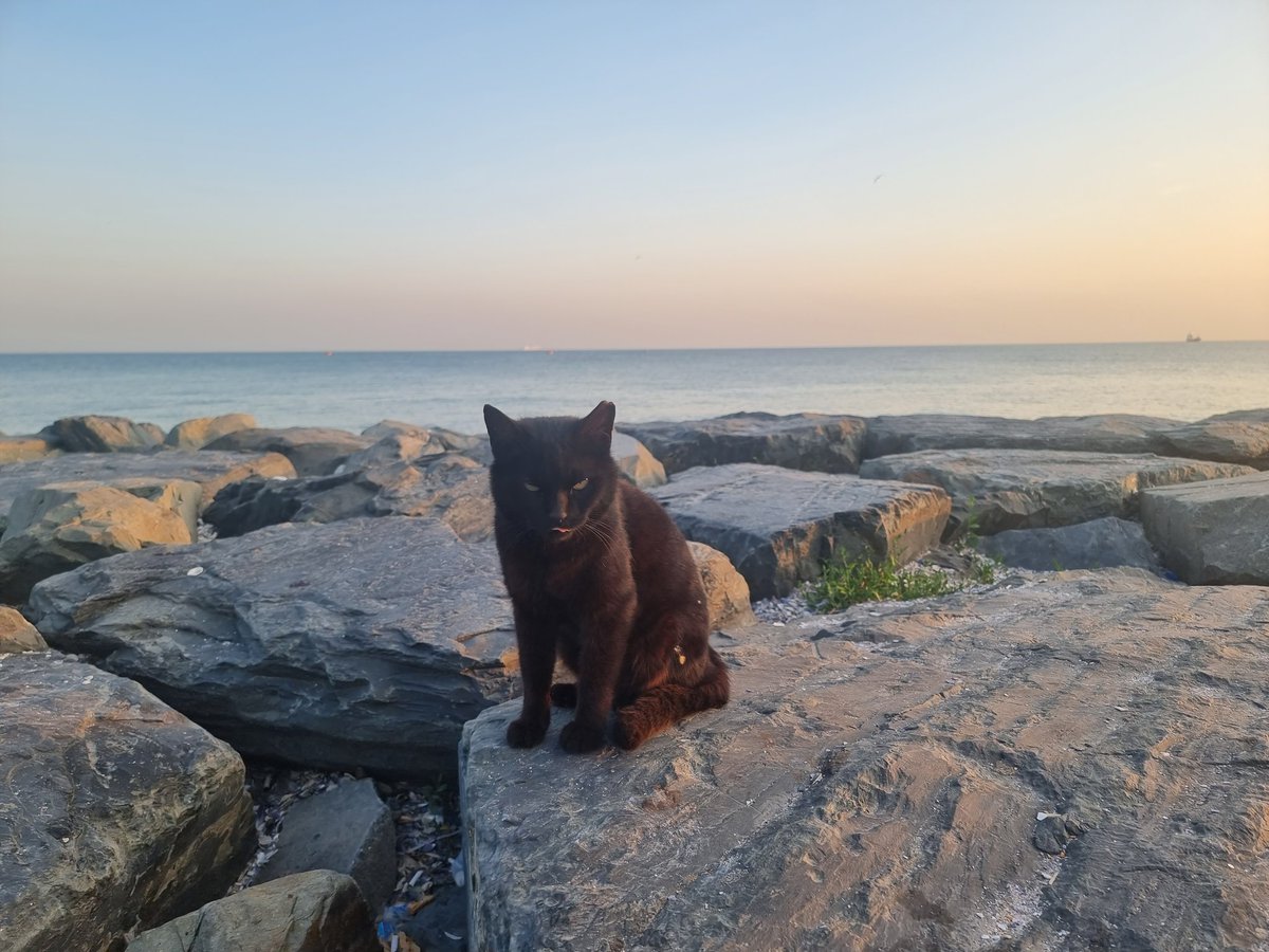 firatsunel's tweet photo. Cats of #İstanbul. Florya sahili kedileri. #Turkiye #CatsLover #Istanbul #kedi #gatos #Katze #catsofturkiye https://t.co/l9bDkC4BVt