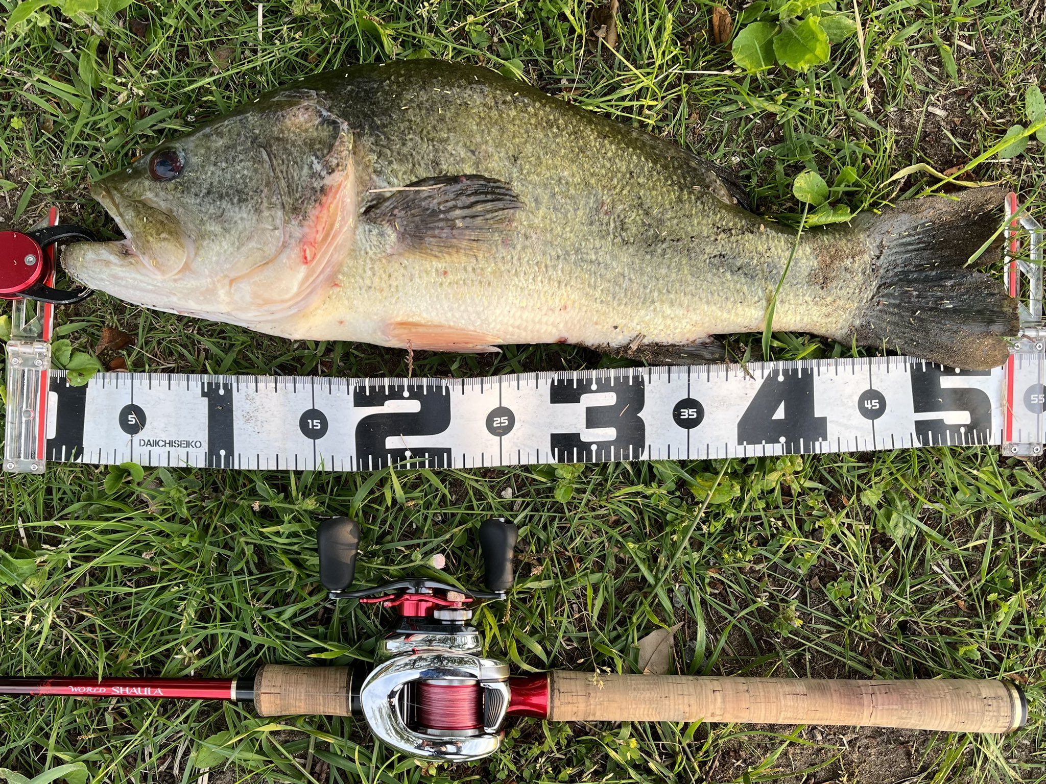 あき グロリアス折れたので1ヶ月ぶりにワールドシャウラ 1651ff めっちゃ重いから雷魚かと思ったら体高ヤバいラージだっ た T Co Kajlcztgb1 Twitter