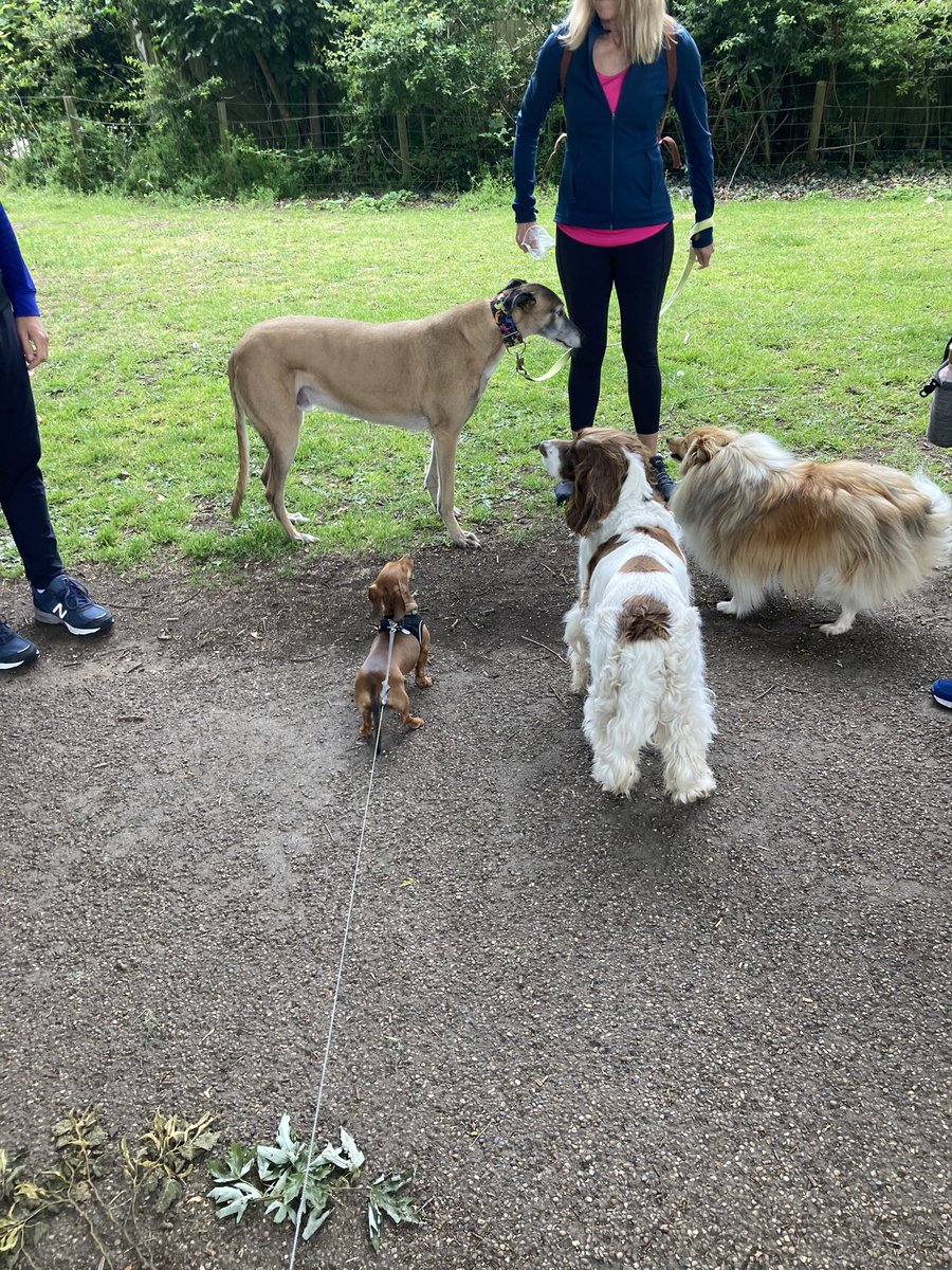 Hanging with the big dogs #Dachshund
