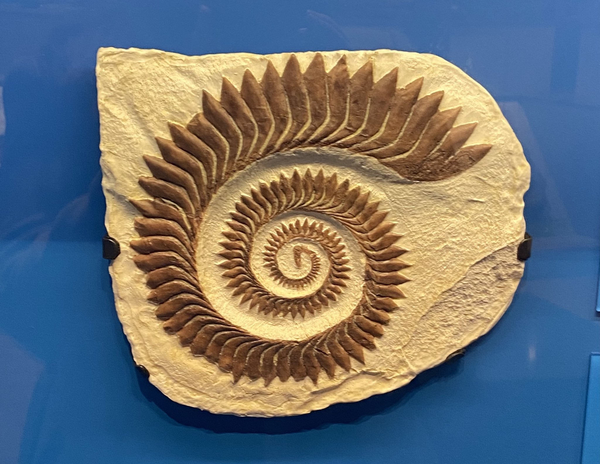 Helicoprion Fossil