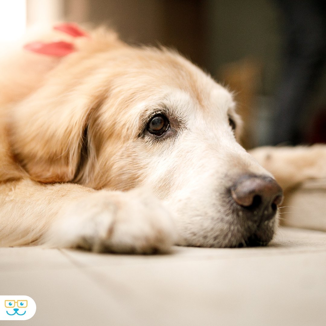 RauAnimalHosp's tweet photo. Understanding the changing health needs of your maturing or senior dog is important for their overall wellness. Contact us today to learn how you can recognizes these changes in your dog. [current-user:field-website-url]services/dogs/senior-dog-care https://t.co/aqFidRKaSC