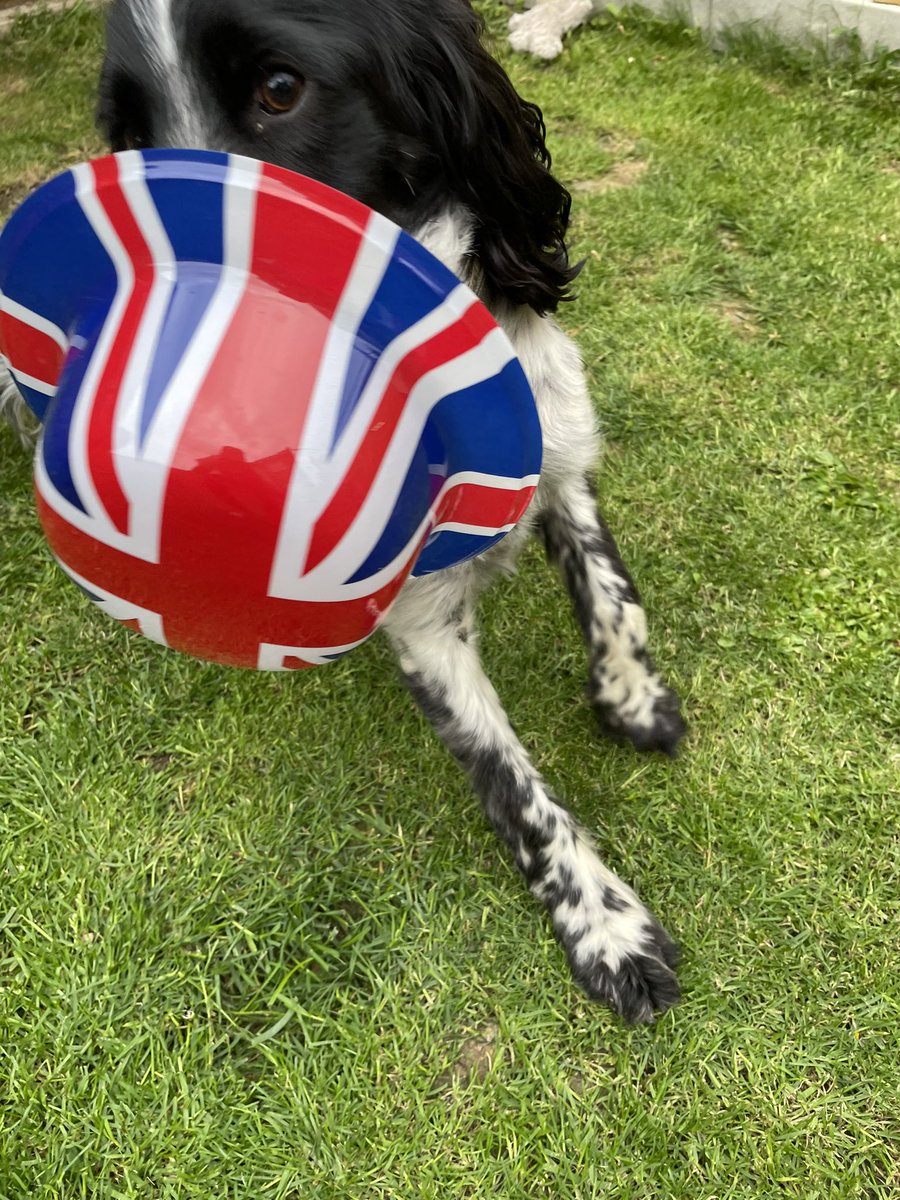 F2_Reggie's tweet photo. What am I supposed to do with this ???? 🤣

Have a great Platinum Jubilee 👑 

🐶🐾🐾 https://t.co/pFK1yeYUP6