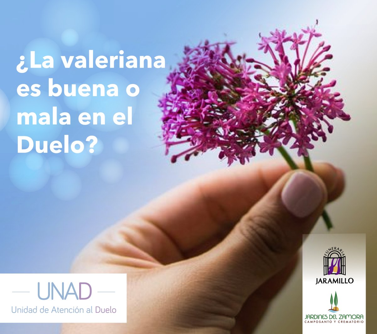 fuja_exequial's tweet photo. #JuntoAusted I ¿Sabía qué? la valeriana también ha sido utilizada con frecuencia durante el duelo, para contrarrestar los principales síntomas que se presentan: tristeza, llanto, irritabilidad, insomnio, entre otros. 

Conozca más sobre este tema aquí: 👉https://t.co/dcygnAaX3M https://t.co/sR5ntLUXrT