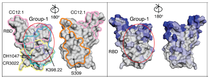 A Scripps Research team found that certain antibodies isolated from people who had recovered from COVID-19 and were vaccinated can neutralize a variety of #coronaviruses. The findings are paving the way to the next generation of vaccines:
scripps.edu/news-and-event…