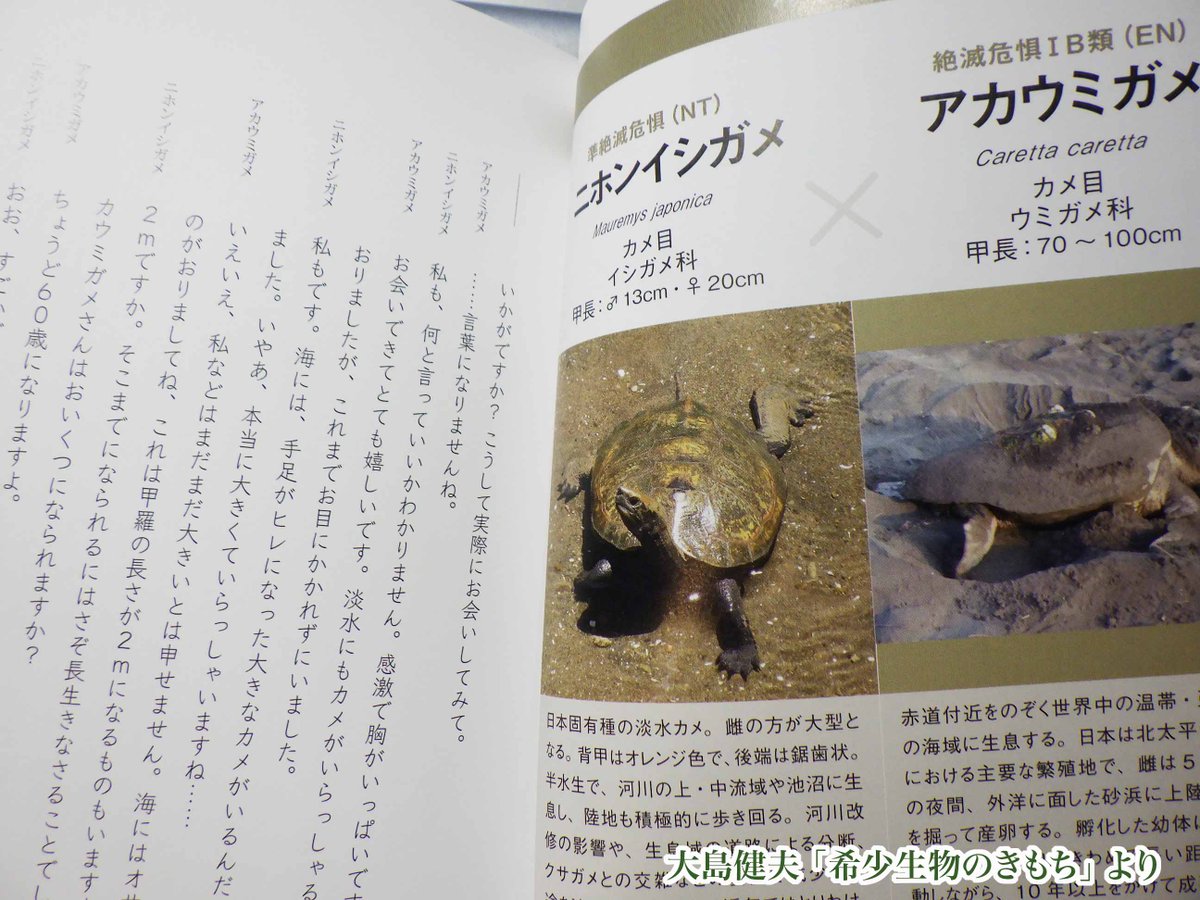 まずは大島健夫さん @takeooshima の著作。
房総半島でネイチャーガイドもされている方なのですが「希少生物のきもち」「外来生物のきもち」というタイトル、いったいどういう本なのかと開いてみたらニホンイシガメとアカウミガメが対談しているというすごい内容。目次も。
https://t.co/ySRTYNgnFO
