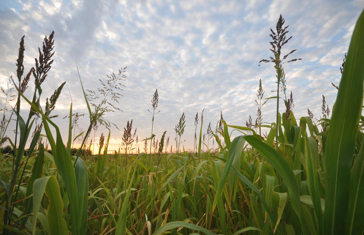 NatureAg's tweet photo. JOB ALERT!  Please apply and/or share with others.

TNC's North America #Agriculture Program is hiring for a State Policy Research Associate to advance our climate, water and land goals through #policy interventions. Learn more about the position: https://t.co/pYGXBmVMV3 https://t.co/5AmDhqBd3v