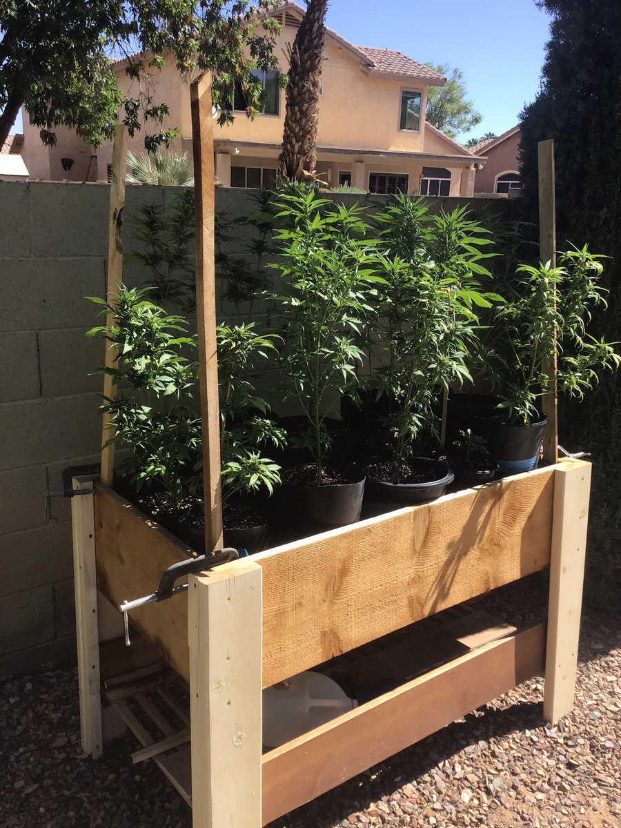 bobmarshinaz's tweet photo. Need to get these out of the garage were temp’s reach 100 and outside with their sisters. @UNITFARM_led grow LED light started all of these. #UFS3000LED hope I don’t lose any due to excess heat. https://t.co/IqRcBqMJiO