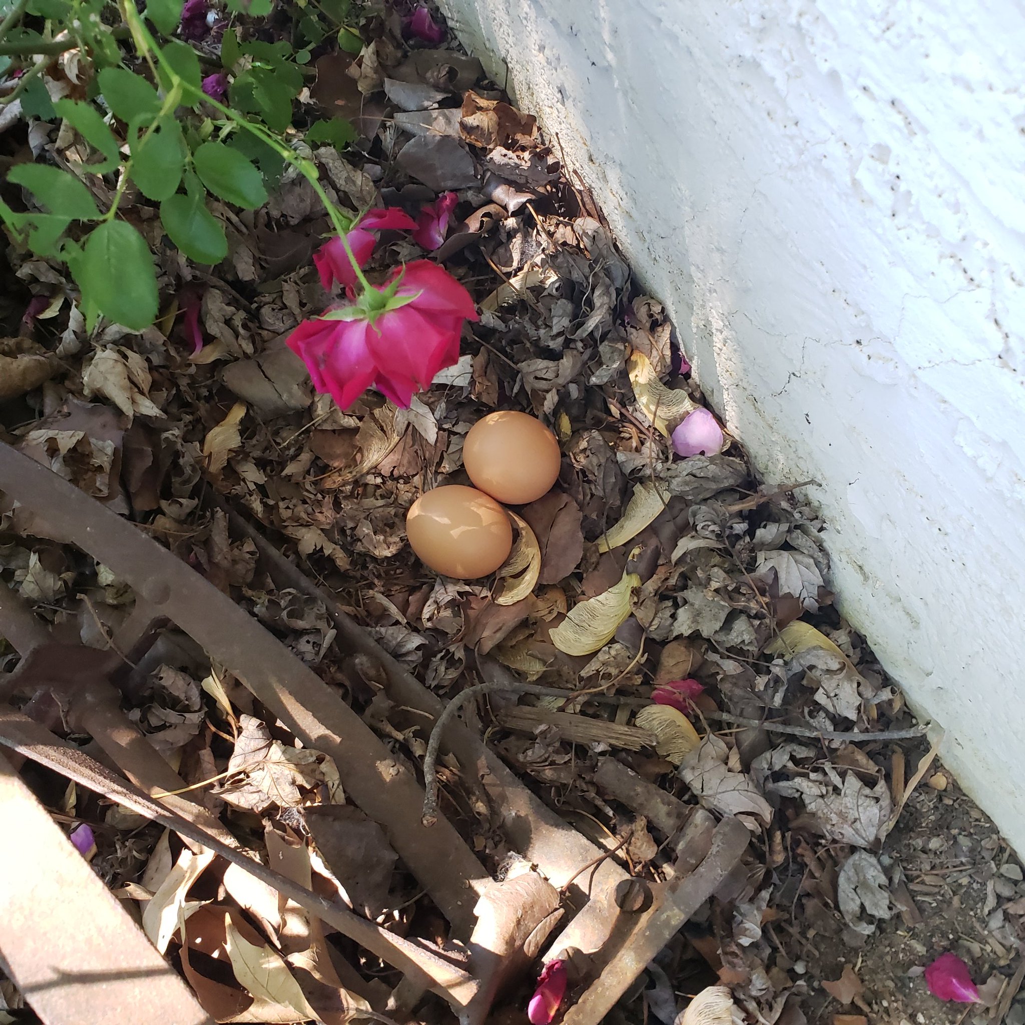 Nasty Canasta 🇺🇲📼💽💿📀💾 on Twitter "My neighbor has chickens and one of