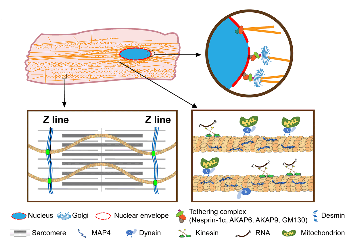 Circulation Research tweet media