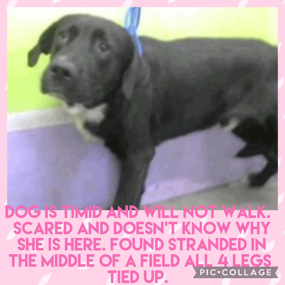 carawil17888192's tweet photo. Euthanasia listed for a Saturday 6/4
Ask me how to adopt out of state Barc Tx

Dog is timid and will not walk.  Scared and doesn't know why she is here. Found stranded in the middle of a field all 4 legs tied up. 

A1824428 
(Intact male) 
3 YRS 
STAFFORDSHIRE MIX
Hw+ https://t.co/3Wlqn5ezfL