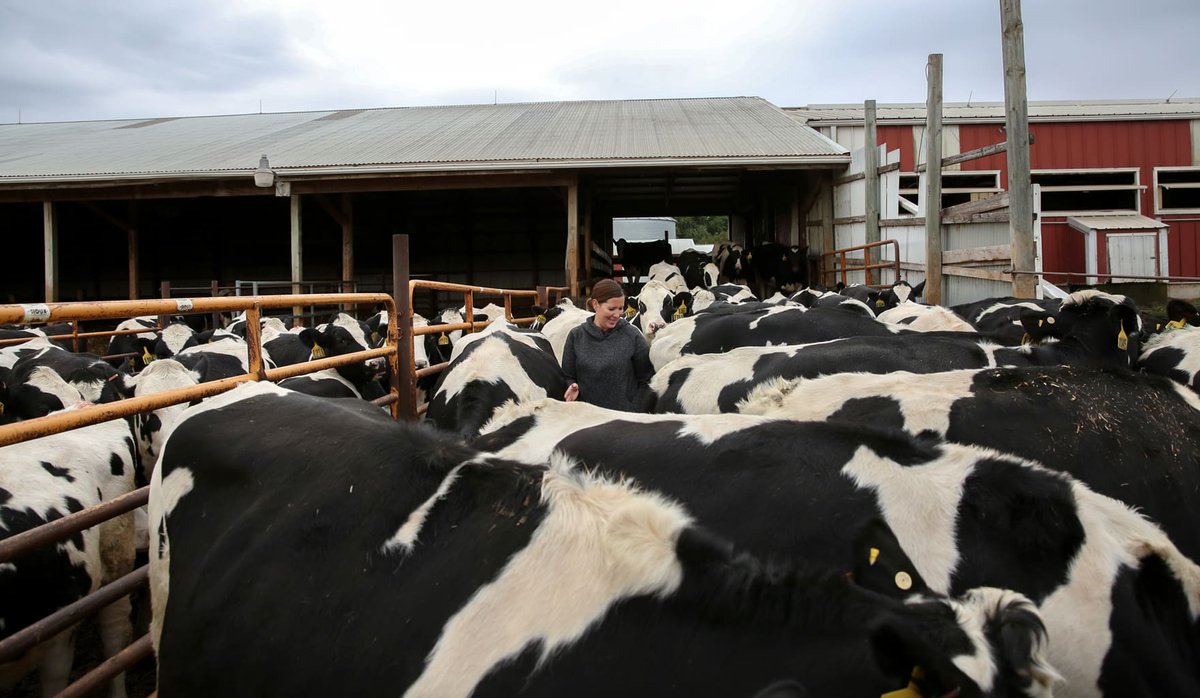Thanks to new technologies and evolving best management practices, American #dairy farmers require less water, less land, and have a smaller carbon footprint than ever before.

#NationalDairyMonth 🐄