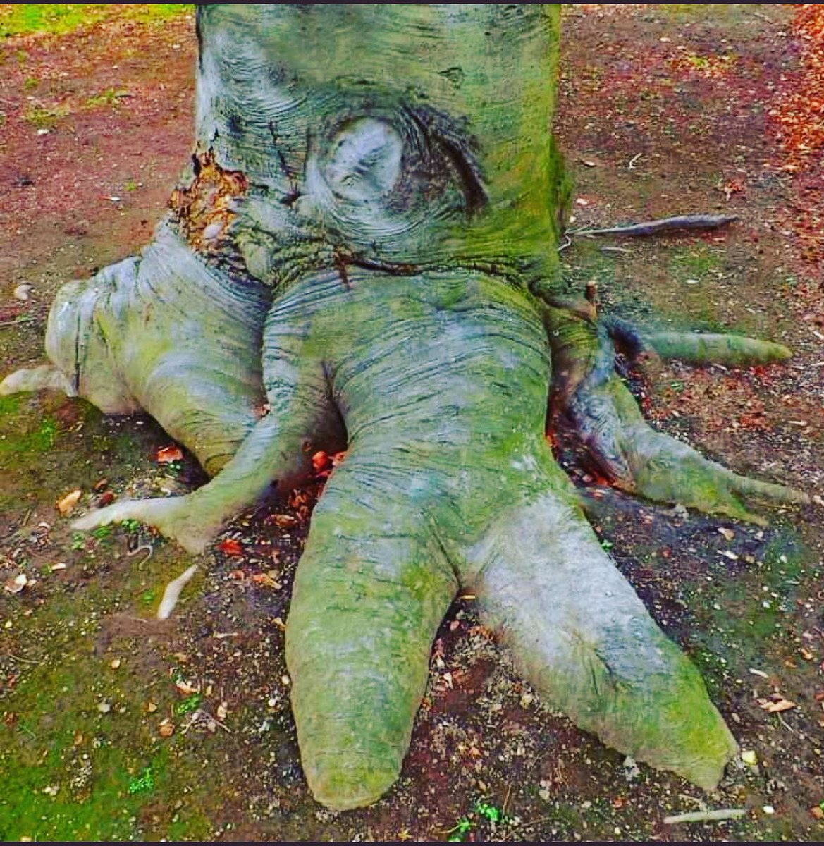 Sally_Zombie's tweet image. Happy Friday. Anyone up for a quiet walk in the forest? You go first. ☮️🖤🧟‍♀️ #eviltree #evildead #sallythezombiecheerleader