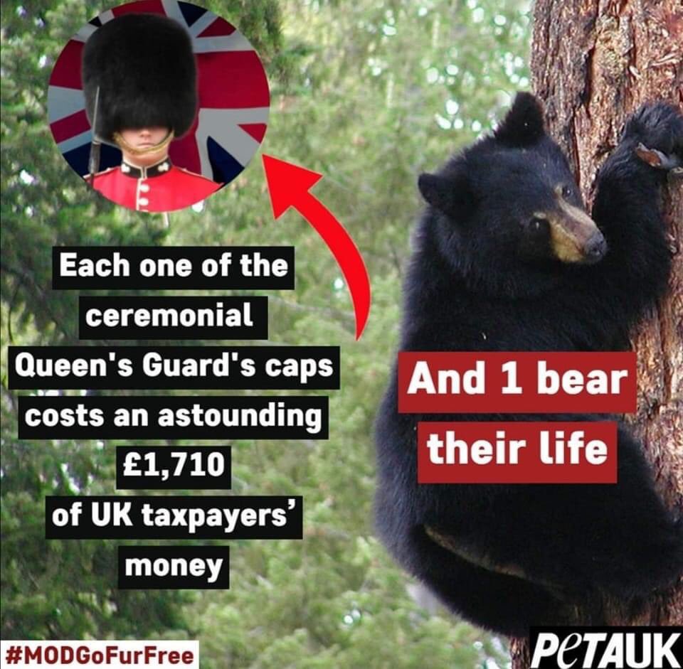 domdyer70's tweet photo. Hundreds of dead bears killed by trophy hunters at tax payers expense. This is a national Disgrace #Jubilee https://t.co/IsyYiUqpP3