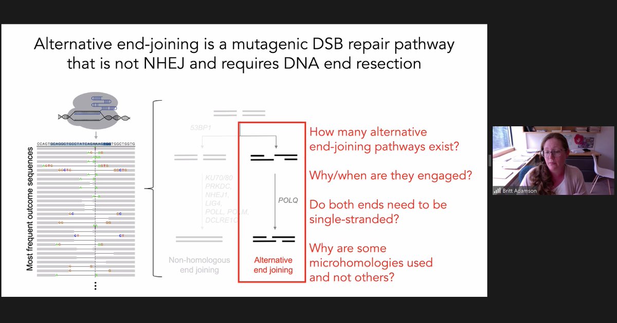 somaticediting's tweet photo. Huge thanks to @bsadamson of @Princeton and #SCGE PI @cgersbach for sharing insights on #DNA repair pathways at Day 2 of #SCGE22 👏🧬 https://t.co/LtU9RH4inf