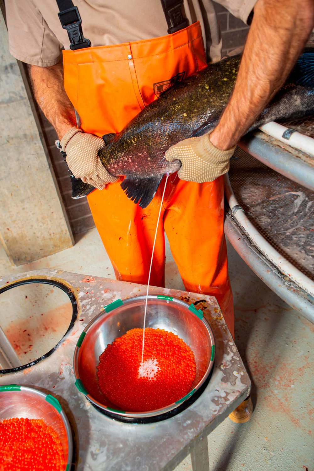 Hakai Magazine on Twitter "But the fish released from hatcheries can