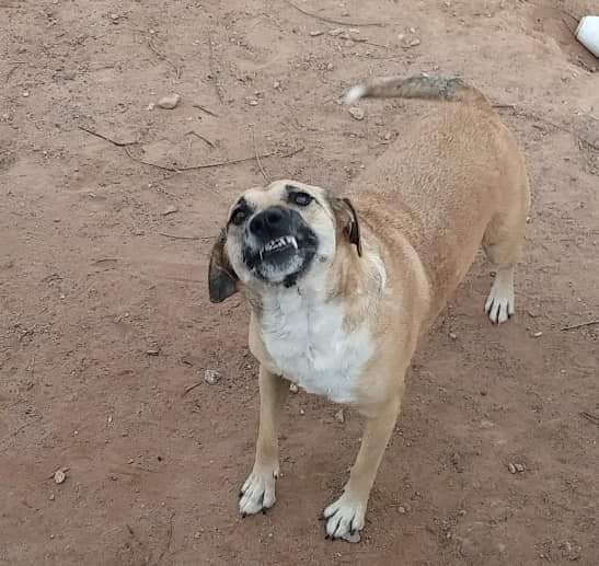 BruceTheLabpei's tweet photo. @BrendaL57081628 Monday face. Camille has jokes. Silly sister https://t.co/v3g6kSa785