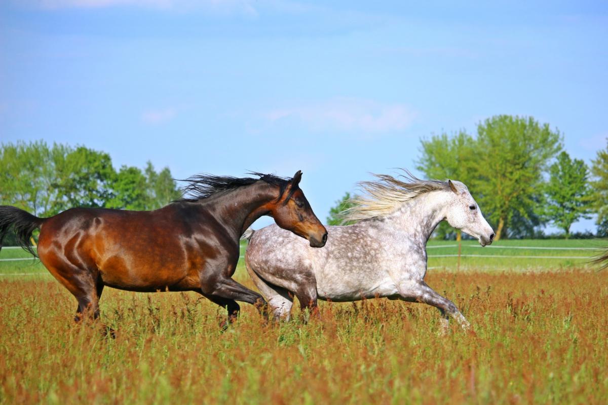 Are you attending NASC conference next week? Join us at Breakout Session for Science on 6/9 at 8:35am and discuss how we can support equine's muscle health with nature's powerful antioxidant, astaxanthin!

conference.nasc.cc/agendad05b2fc7
conta.cc/3Mkdp0W
