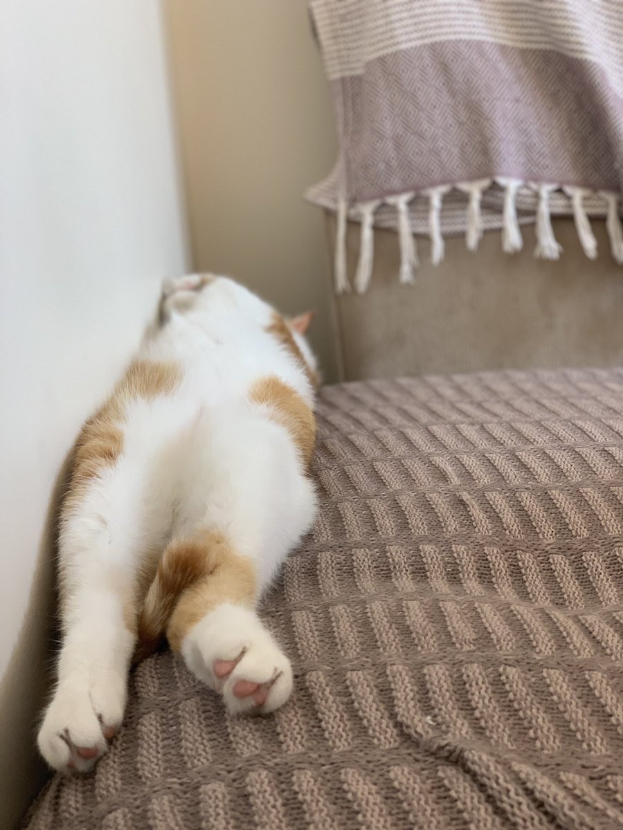 mazda16's tweet photo. 犬も歩けば棒に当たる。
猫は眠ると棒みたいなる。
#stickcat #ねこ棒 https://t.co/OJ1He2Cl6N