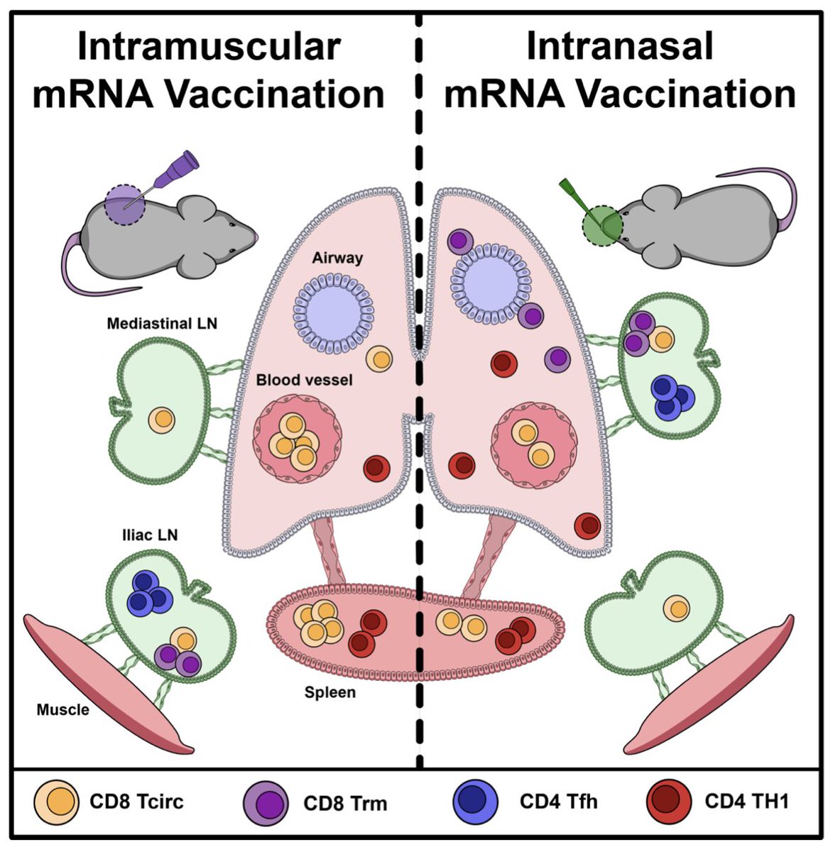 How do different routes of #mRNA vaccination (made by <a href="/Tibabiotech/">Tiba Biotech LLC</a>) impact the differentiation and distribution of #vaccine elicited CD8 and CD4 T cell memory responses in mice? <a href="/TwiterlessBuck/">Buck O'Flanagan</a> <a href="/Masopust_Vezys/">Masopust Vezys Lab</a> <a href="/niaidcivics/">NIAID CIVICs</a> 

👇🏼
biorxiv.org/content/10.110…