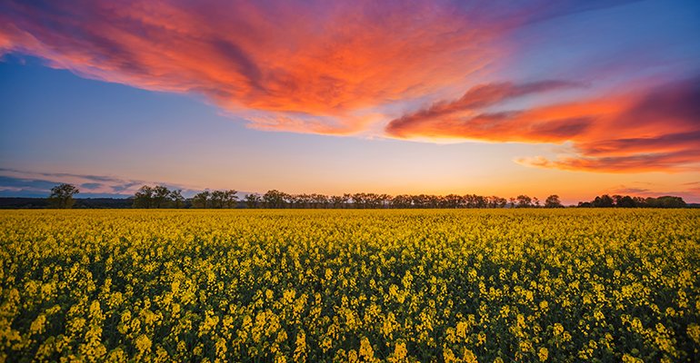 The Grain Drain: Ukraine war disrupts US grain and oilseed market: ingredientsnetwork.com/the-grain-drai…