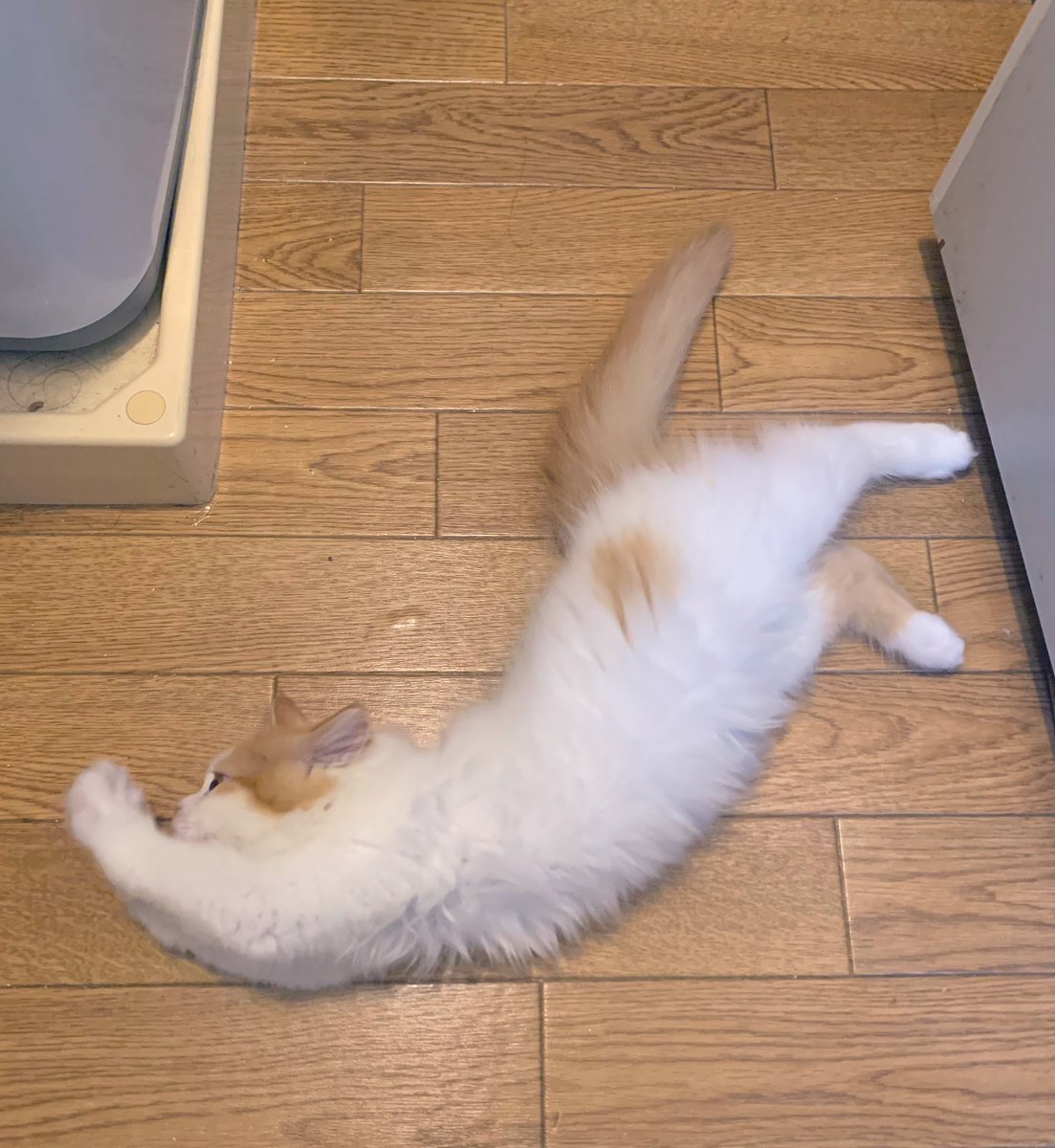 1nike2aby's tweet photo. 伸び伸びアビちゃん https://t.co/iCMSDHTqrw
