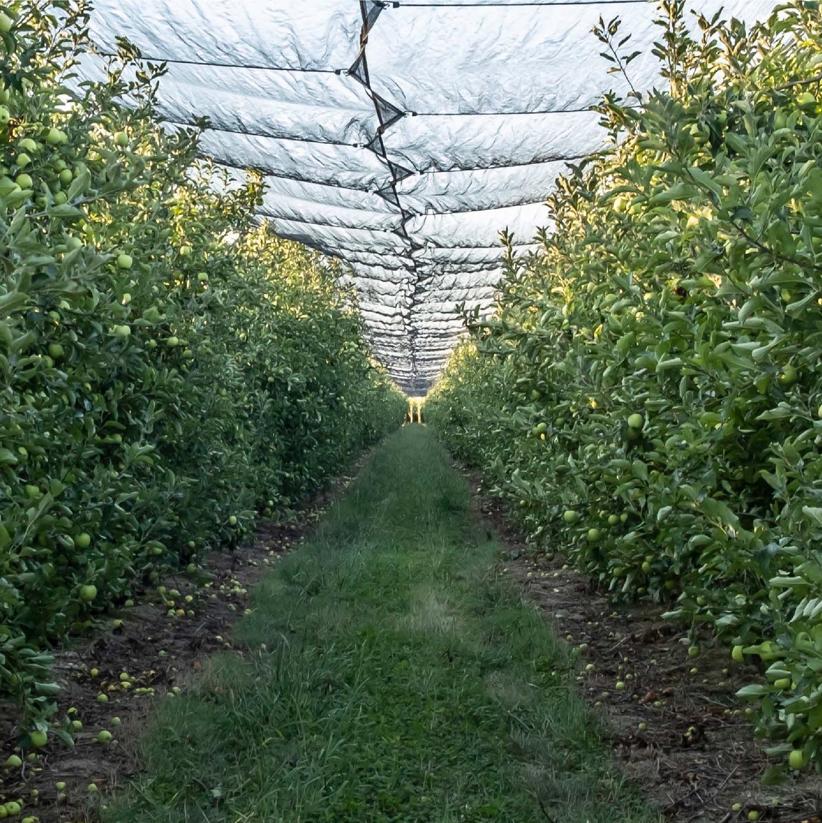 pomadegirona's tweet photo. Cada any celebrem el Dia Mundial del Medi Ambient el 5 de juny. Aquesta data serveix per continuar conscienciant a la societat sobre la importància de la cura del planeta i els seus ecosistemes en tots els àmbits.
#productescatalans #alimentsdorigen https://t.co/B5opeaV6Tl