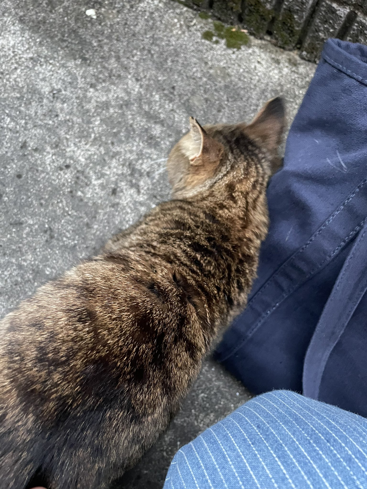 Saku03 さくらい伸 また雨降ってくるからおウチにはいりな と促しても ナデナデを強要して譲らない近所の猫 シッポの 付け根あたりをナデナデツンツンすると しっぽピーン 神経が集まってる場所らしいので バシバシビシビシ叩くのはngぞ そして