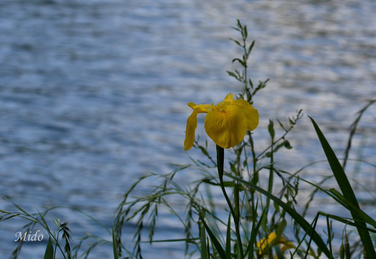 mido3bitte's tweet photo. Yellow Iris (Iris Pseudacorus) #YellowFlag #WaterFlag #wildflowers #flowerphotography #nature #naturePhotography #flowersinthepark #Tokyo #Japan https://t.co/ipSEbcph8s
