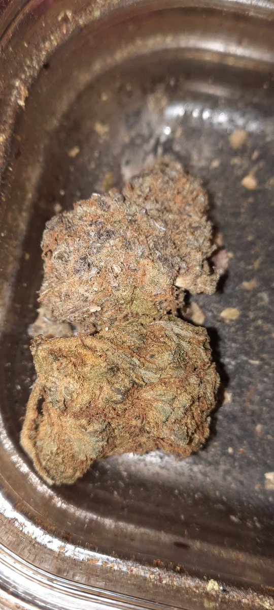 _LucieBee's tweet photo. Good morning! A lil bit of #recon mixed with #mandarincookies makes for a great #wakenbake #HaveASweetWeekend #stonerfam #CannabisCommunity #cannabisculture #HappyPride #happyfriday #Mmemberville https://t.co/fjjxiCRM9j
