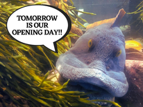 TOMORROW IS OPENING DAY! 
The time has finally come and our team is hard at work preparing for the big day😊 
What animal are you most excited to see this year?