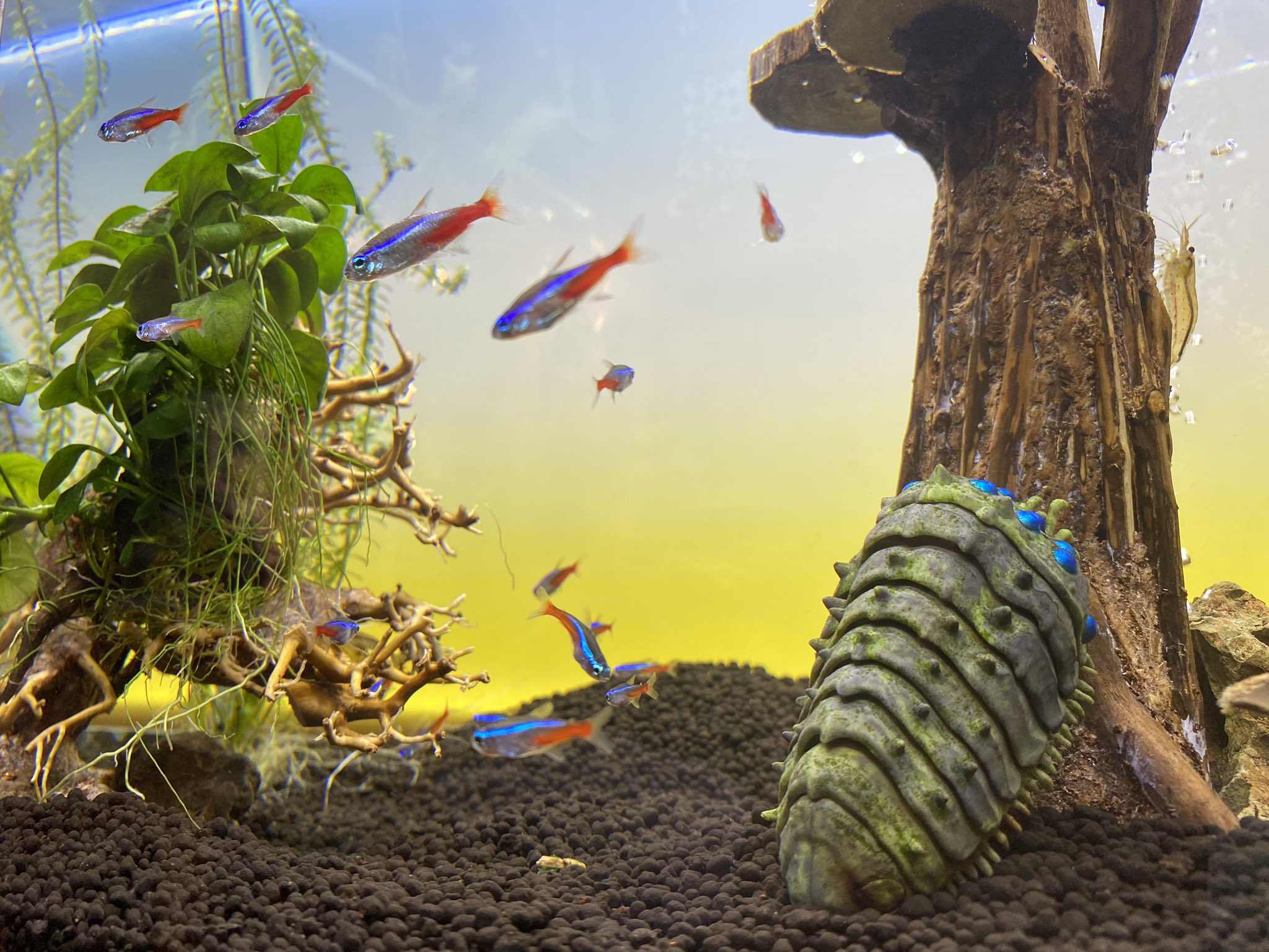 辻本祐樹 水槽大掃除 かなり水の調子が良いのでネオンテトラを増やし レイアウト迷い中 水草水槽に憧れがあるのだが 難しそうで手が出せない アクアリウム 王蟲 水槽 ネオンテトラ 水草 レイアウト 木がお気に入りのエビちゃん T