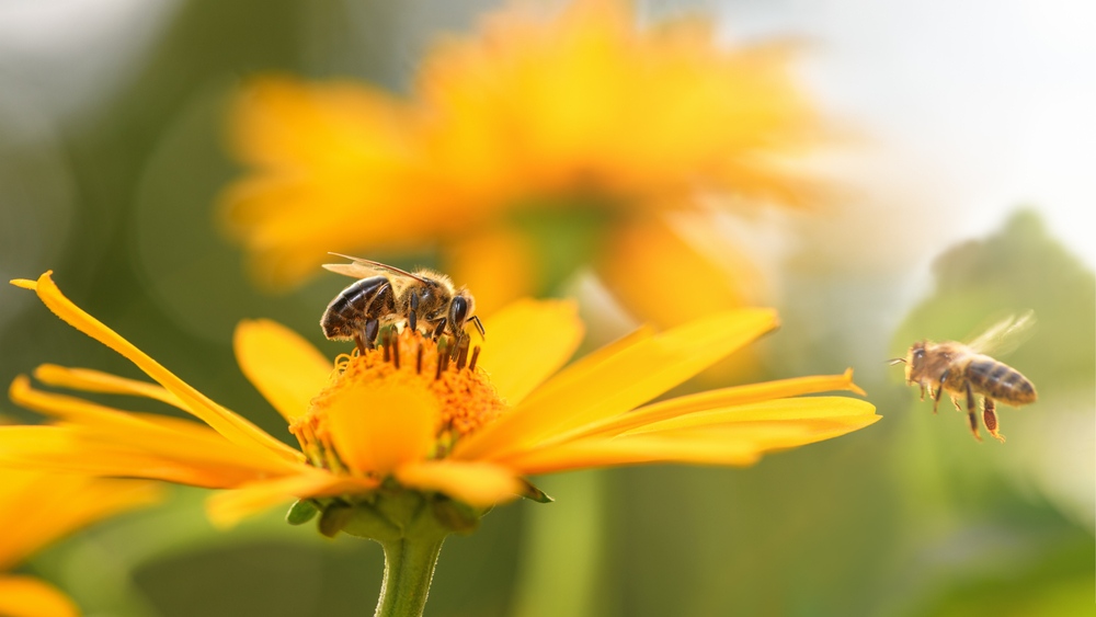 ‘Minder beton, meer bijen’ is de slogan van de nieuwe campagne voor de ‘Week van de Bij’ die nog loopt tot en met zondag 5 juni.

🐝🐝🐝