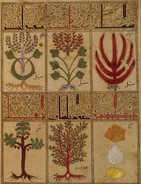 VanessaDesclaux's tweet image. Connaissez-vous la Valériane? Surnommée « la plante qui guérit tout », du mal de dos 🎒🛌 aux insomnies🥱, elle entre dans la composition de la thériaque🧪, gallica.bnf.fr/blog/07022022/… ici dans le #manuscrit arabe daté de 1199 @laBnF @GallicaBnF ☘️🍃archivesetmanuscrits.bnf.fr/ark:/12148/cc3…