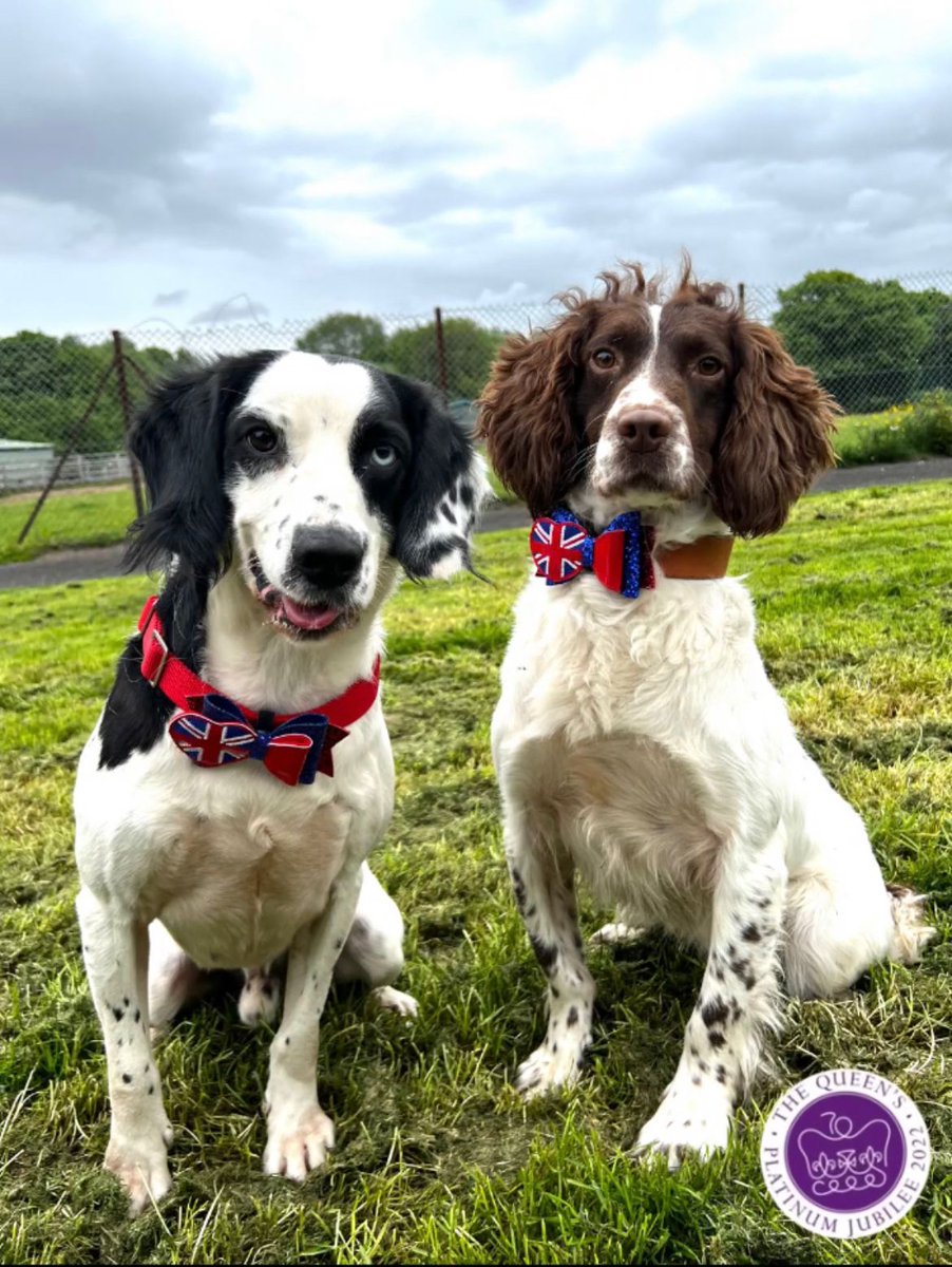 GMP Tactical Dog Unit tweet media