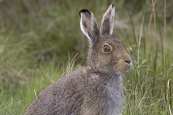 The GWCT has found it necessary to respond to premature conclusions drawn by a Scottish newspaper and a Scottish government minister regarding the population recovery status of the endangered mountain hare. Read more here

gamekeeperstrust.org.uk/post/gwct-resp…