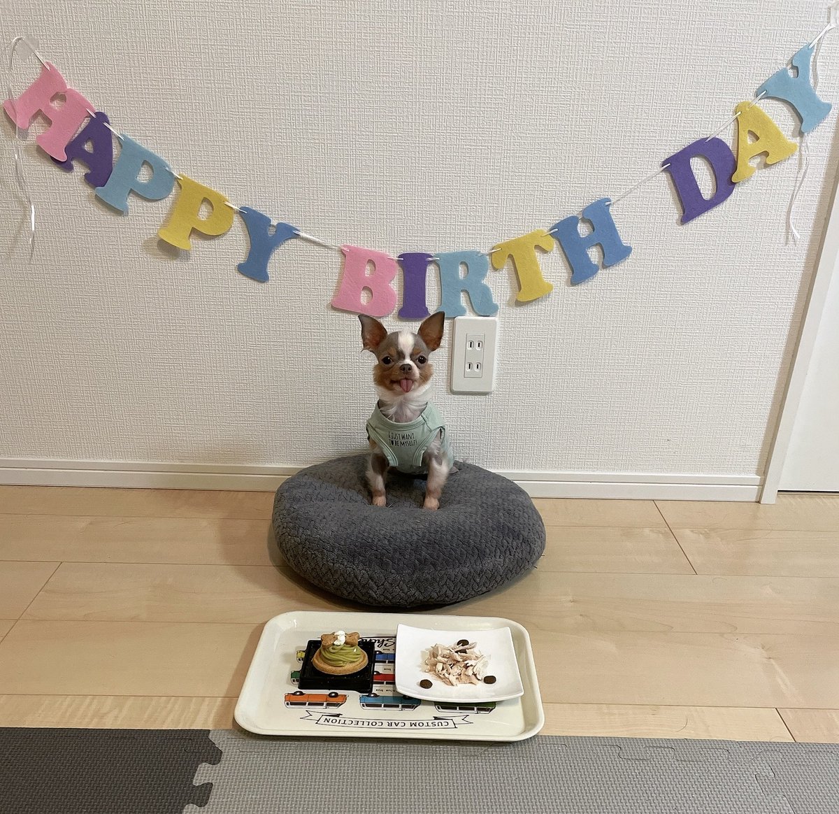 wansppc_com's tweet photo. しえるハピバ🎉🥳
あっという間に3才💓
新しいお洋服も買ってもらってよかったね😍✨

 #チワワ誕生日
 #チワワの居る暮らし 
 #3才 https://t.co/ZdsJLI9yy0