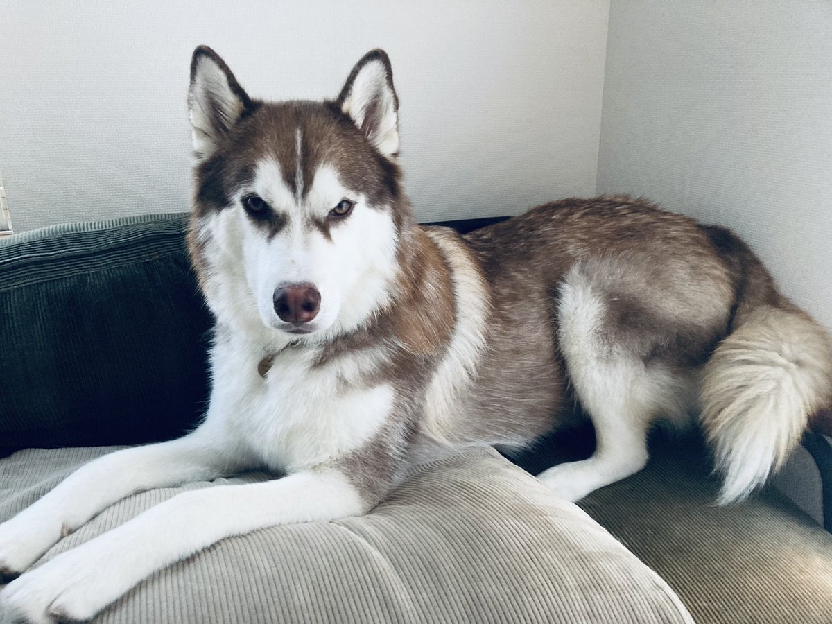 北斎 ハスキー犬 Neal Doganddog Twitter