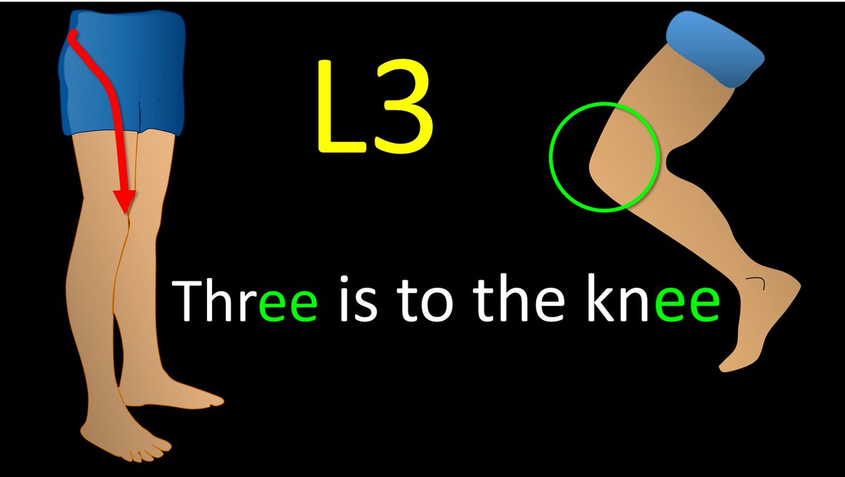3/Let’s skip to L3 for a second. I remember L3 is to the knee—easy, it rhymes!
