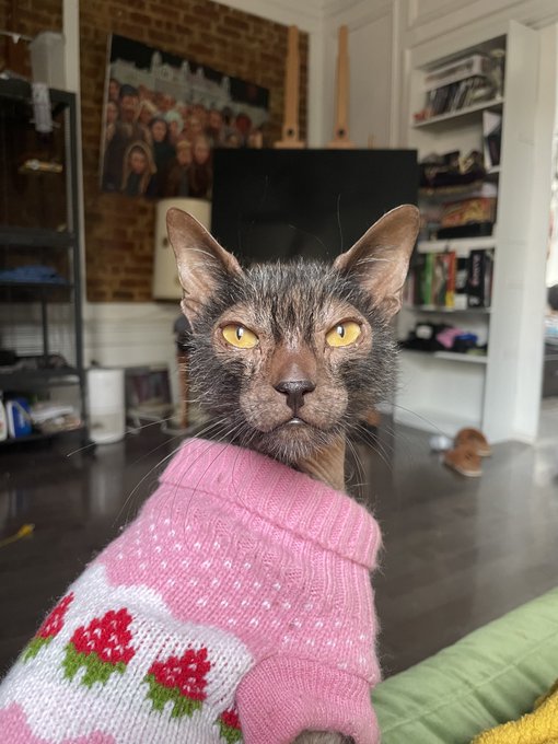 I do not own a cat I own an ancient creature https://t.co/dtuqGudtLo