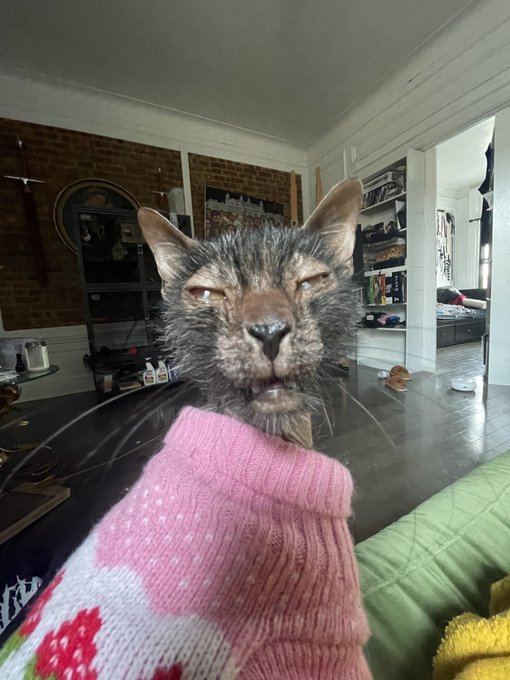 I do not own a cat I own an ancient creature https://t.co/dtuqGudtLo
