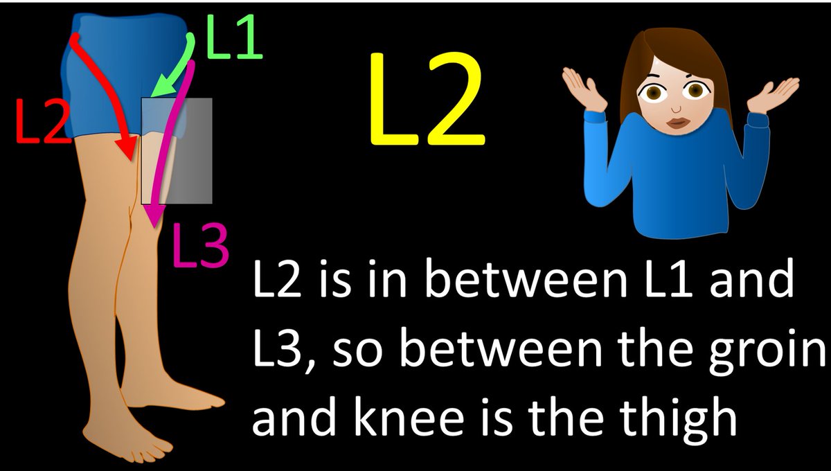 4/Ok, back to L2. Two is the number between 1 and 3, so the distribution of L2 is between the distributions of L1 and L3—and between the groin and knee is the thigh. L2 radiates to the thigh. It’s not the catchiest way to remember it, but it works.