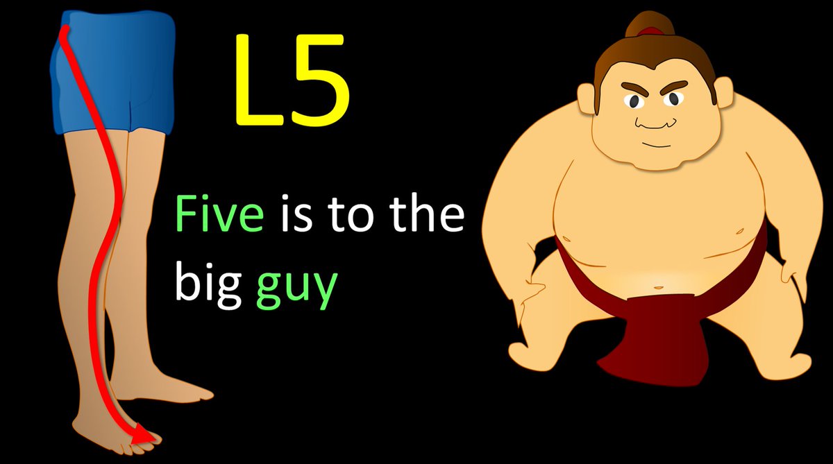 6/L5 radiates to the big toe. So I have the little rhyme “Five is to the big guy!” L5 is also foot drop. So I remember big guys are heavy, and heavy gravity = drop. If I hear the history “foot drop,” I never stop looking until I have traced out the entire L5 nerve root.