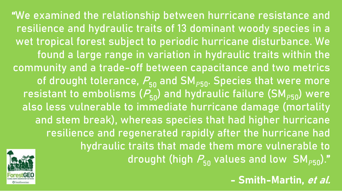 ForestGEO's tweet photo. At the intersection of tropical forests, hurricanes, &amp; severe drought is a new paper by Smith-Martin, et al. examining the relationships between hurricane response &amp; hydraulic traits for 13 dominant woody species at @ForestGEO’s Luquillo, Puerto Rico FDP: https://t.co/0uHeQFQiyG https://t.co/W6RdFltcka