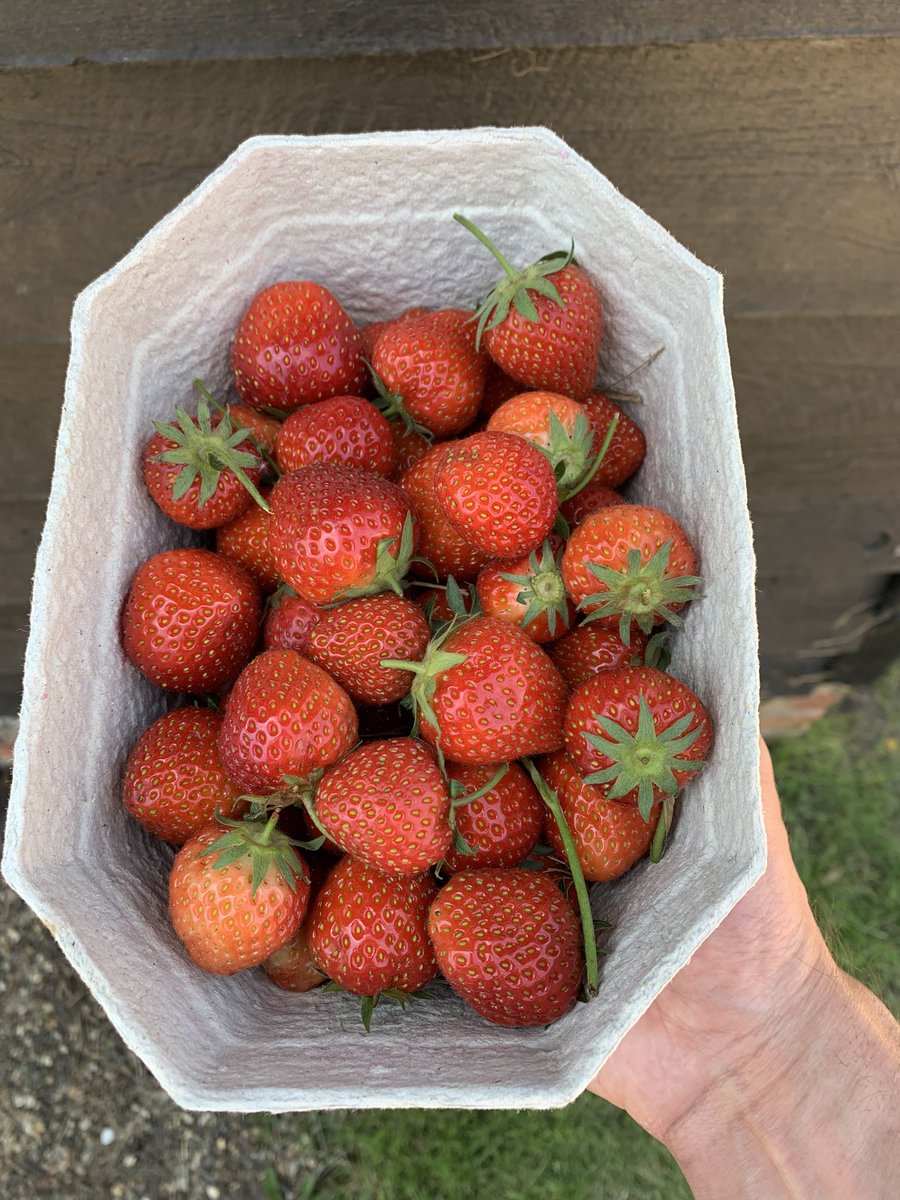 PaulChilverIFA's tweet photo. Jubilee strawberry picking ⁦@boxtedberries⁩ https://t.co/f4ZN8wgPSW