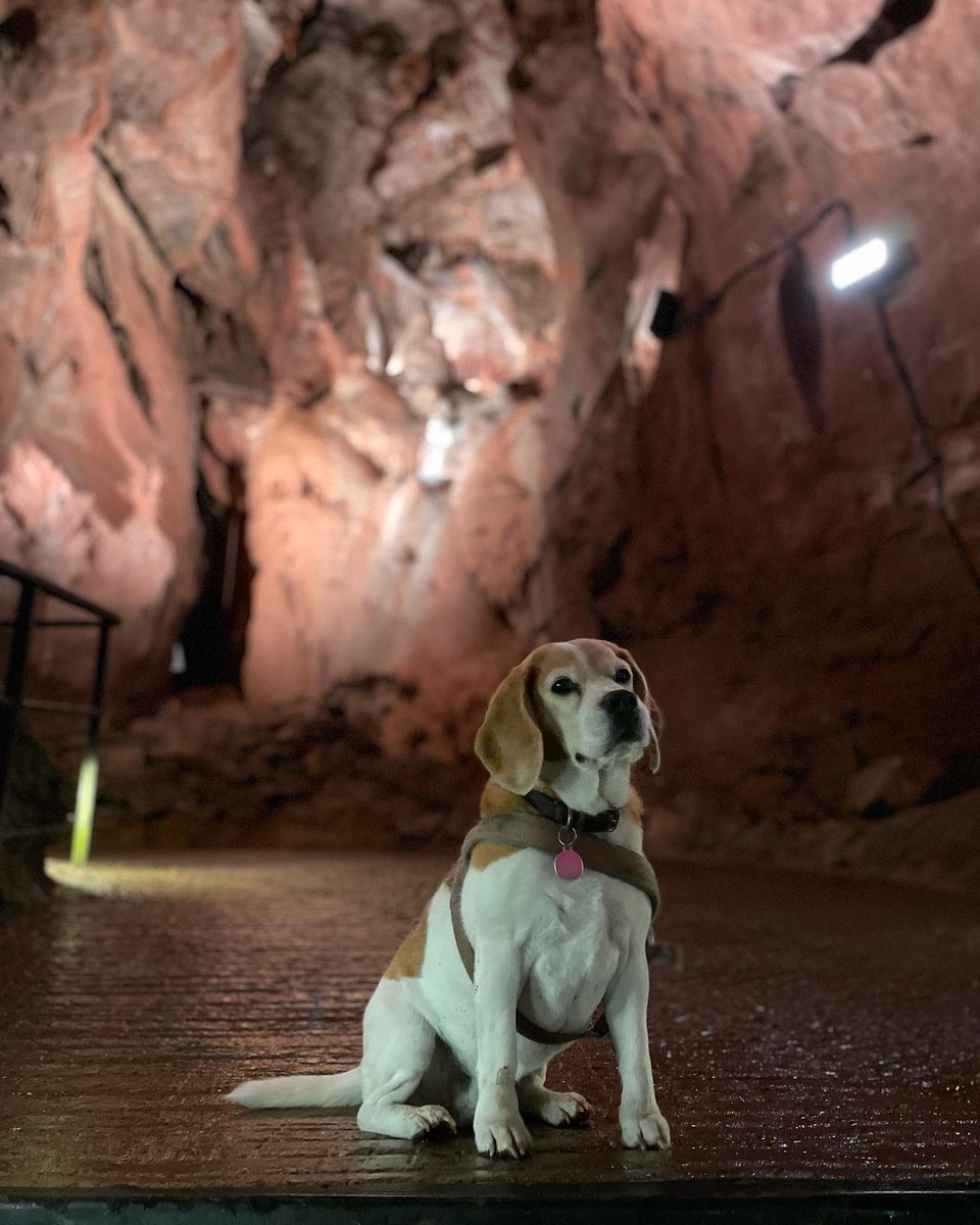 Hounds of Cheddar! #cheddarcaves #somerset