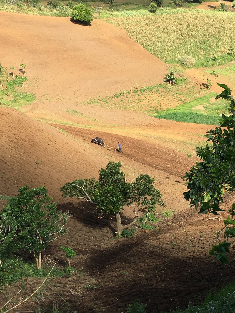 calic_irina's tweet photo. Our new paper "The influence of genetic architecture on responses to selection under drought in rice" co-led @simoncgroen out @EvolAppJournal 🥳🌾Thanks to my team @Choi_JaeY @zoejolylopez @ElenaHamann @LabPurugganan Frank's lab @FordhamNYC @irri 

https://t.co/aMc2uIr1Ac https://t.co/MZnL4X9t3g
