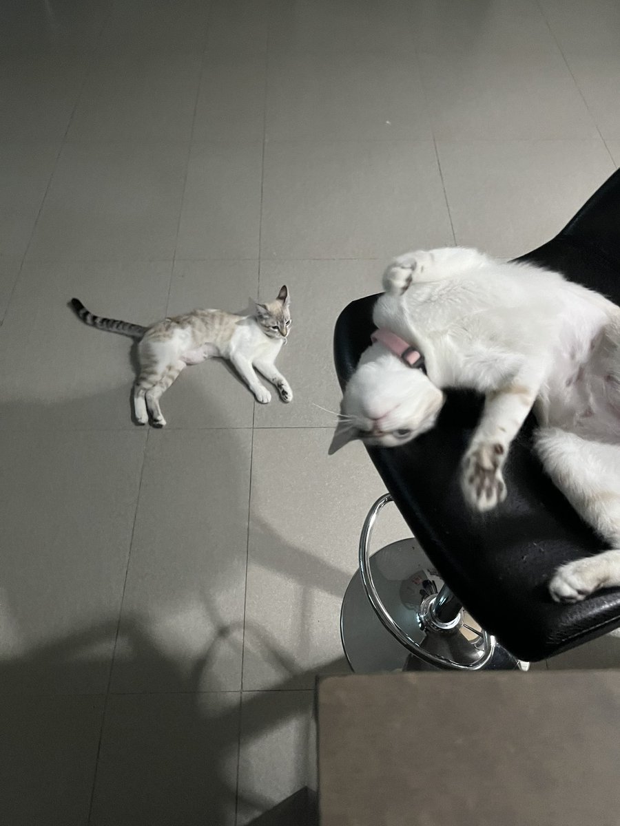 memovv's tweet photo. Primera foto de un gato en la historia y foto más reciente de mis gatos, igual de majestuosas. https://t.co/CtuIm9ukrS