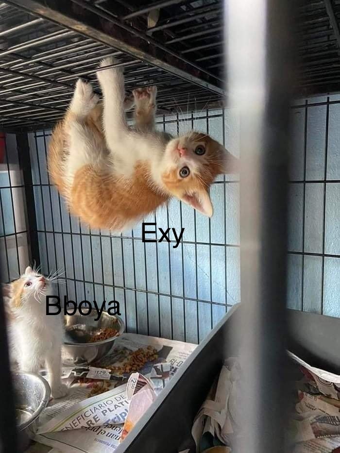 cinamon_dean's tweet image. Thank you everything, our best leader! I love you. 🥰🥰
#Strongest_Queen_Chu_Sojung 

Pic: Exy who tried to do aerial yoga and Bboya who cheered up her.

@EXY_S2